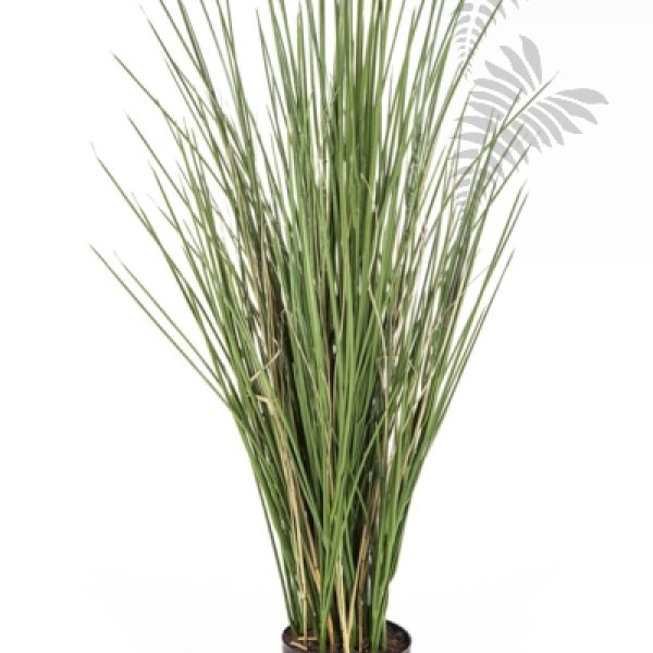 HONEY GRASS 80cm 59080FR