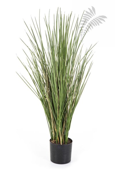 HONEY GRASS 80cm 59080FR