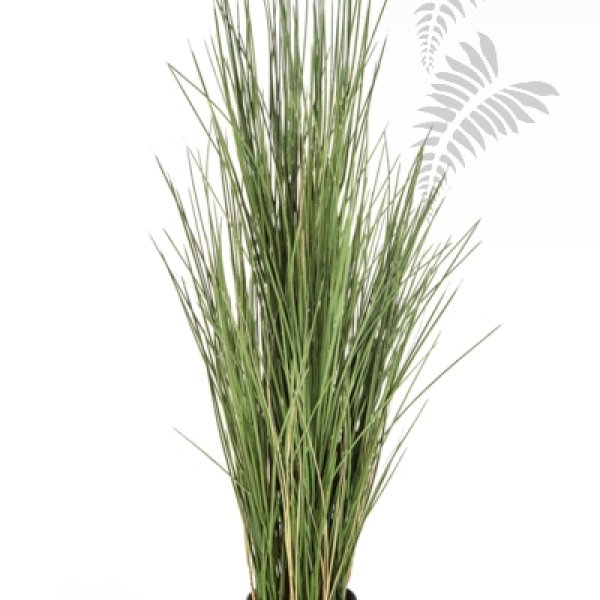 HONEY GRASS 120cm 59120FR