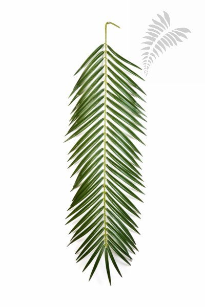 PHOENIX PALM SPRAY 88 CM 5920S