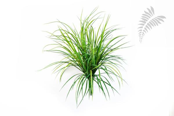 GRASS BUNCH X 158 5929N