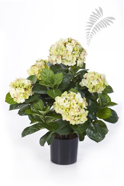 HYDRANGEA BUSH DE LUXE GREENCREAM 6252GR/CR
