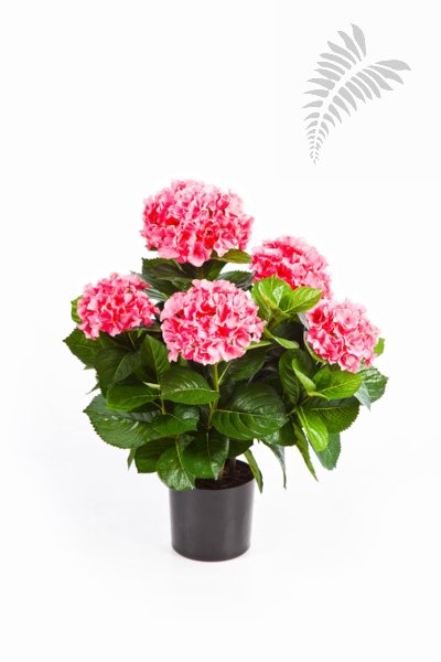 HYDRANGEA BUSH DE LUXE ROSE 6252RS