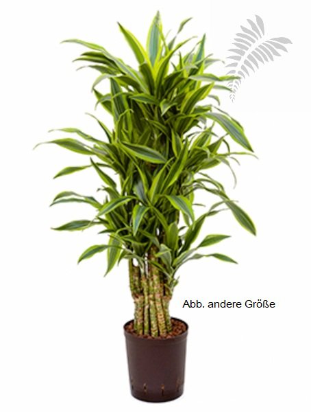 Drac. der. Lemon verzw. 130-150cm KT 22/19