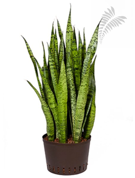 Sanseveria zeynalica 70-80cm KT 22/19