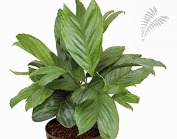 Chamaedorea metallica  50- cm KT Florafilt