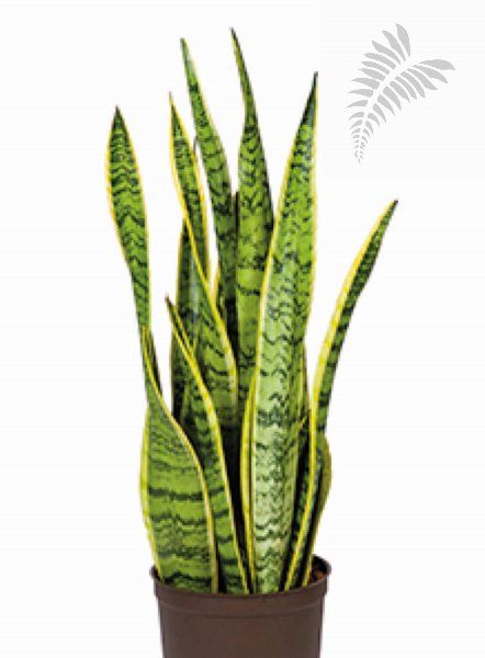 Sanseveria laurentii 50-60cm KT Florafilt