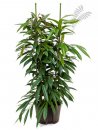 Ficus longifolia Amstel King 2er Tuff 150- cm KT 25/19