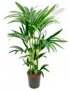 Howea (Kentia) forsteriana 80-100 cm KT 18/19