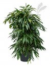 Ficus longifolia Amstel King 170-180 cm KT 22/19