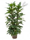 Ficus cyathistipula 2er Tuff 100-120 cm KT 22/19