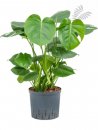 Monstera deliciosa 60 cm KT 15/19