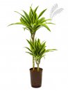 Dracaena deremensis Lemon 45/15 80 cm KT 15/19