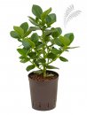 Clusea rosea Princess 30-50 cm KT 15/19