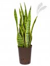 Sanseveria laurentii 40-50 cm KT 15/19