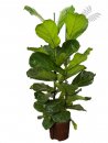 Ficus lyrata 2er Tuff 100-120 cm KT 22/19