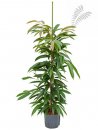 Ficus longifolia Amstel King 130-150 cm KT 18-22/19