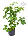 Schefflera actinophylla Amate 2er Tuff 70-90 cm KT 22/19