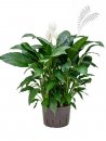 Spathiphyllum Gokoyo 50-70 cm KT 25/19