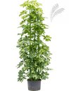 Schefflera arboricola Gold Capella 6er Tuff 150-cm KT 25/19