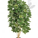 Kunstpflanze Natural Schefflera 80cm/h 
38503N