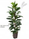 Ficus cyathistipula 60-80 cm KT 15/19