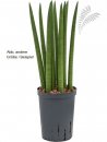 Sanseveria cylindrica straight 40-60 cm KT 18/19