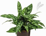 Aglaonema commutatum "Maria" 30-40cm KT Florafilt -A-